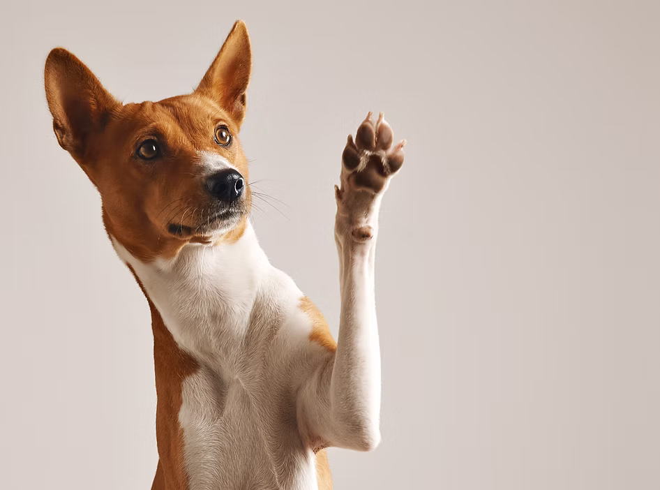 Brown and white dog sitting with paw raised