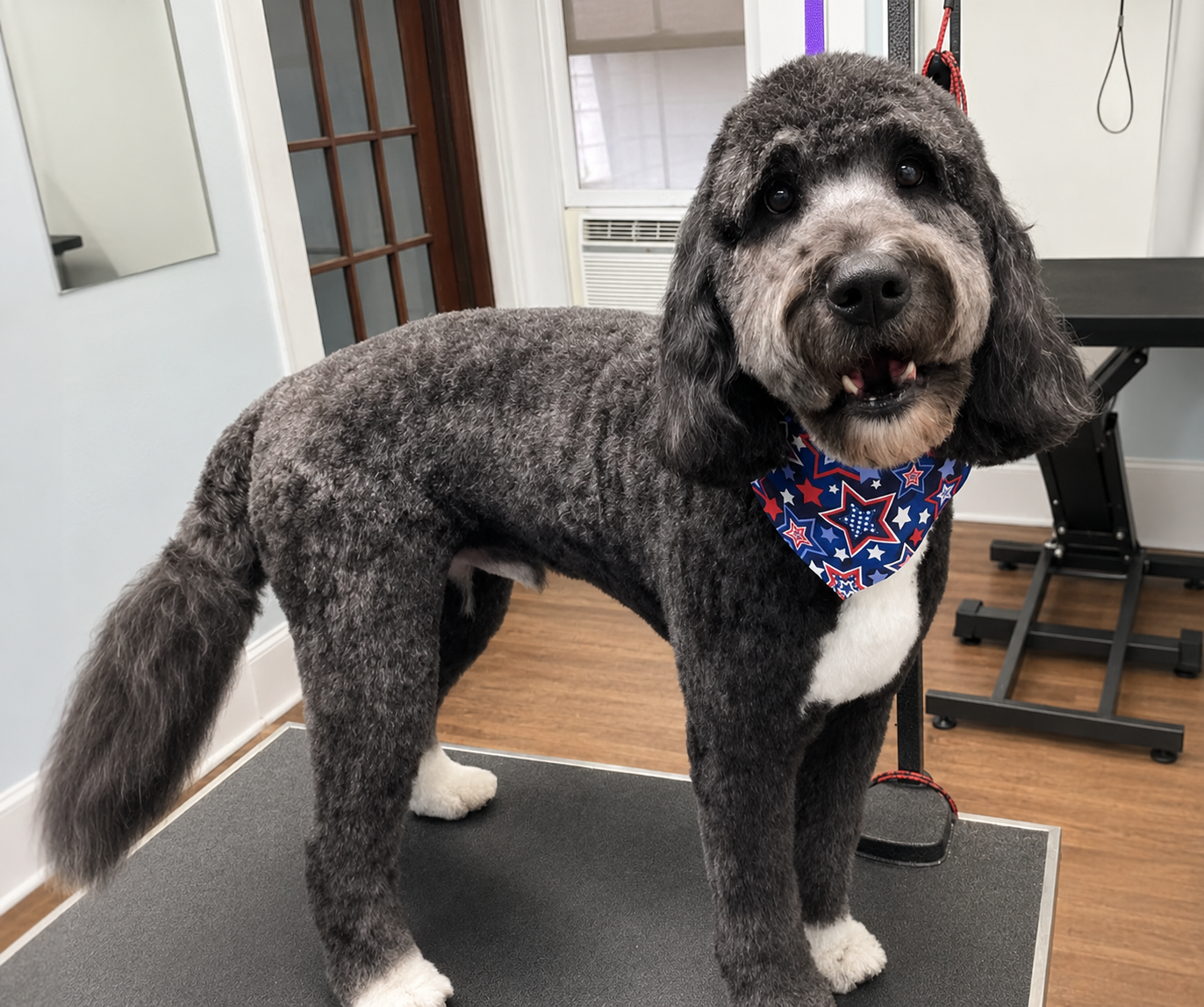 Dog wearing bandana after Dog Grooming at Midtown Groom & Board