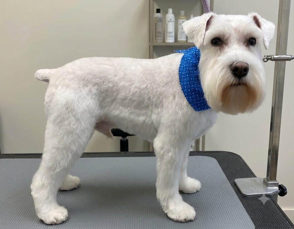 White dog standing on grooming table after Dog Grooming at Midtown Groom & Board