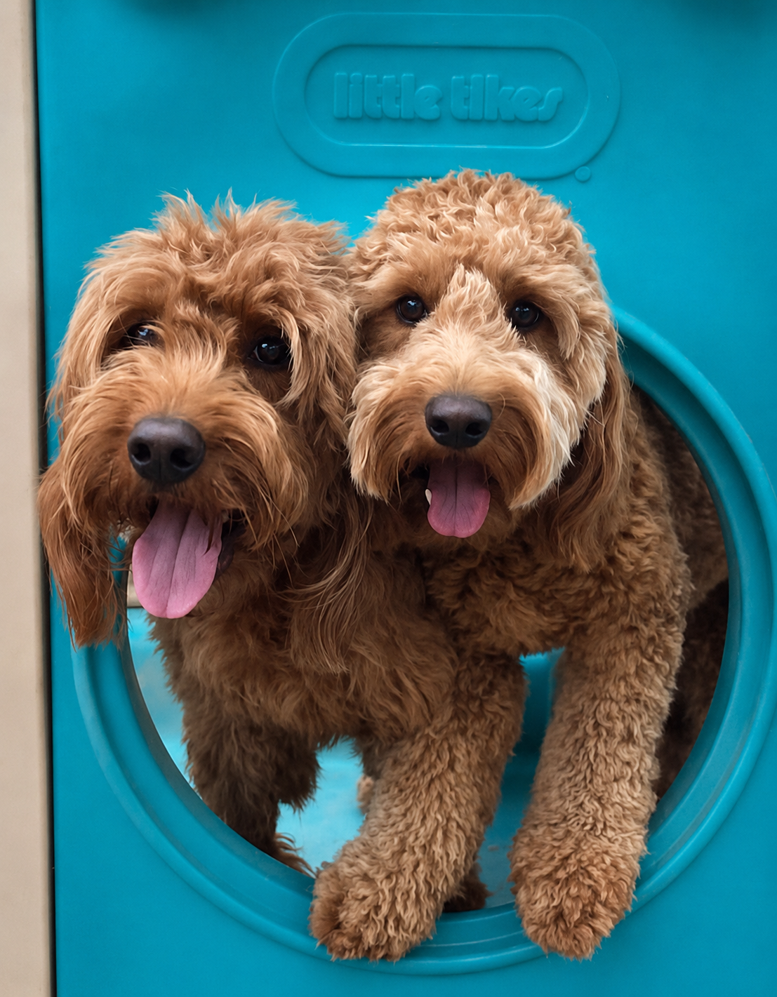 Two doodles playing on play equipment at Midtown Groom & Board