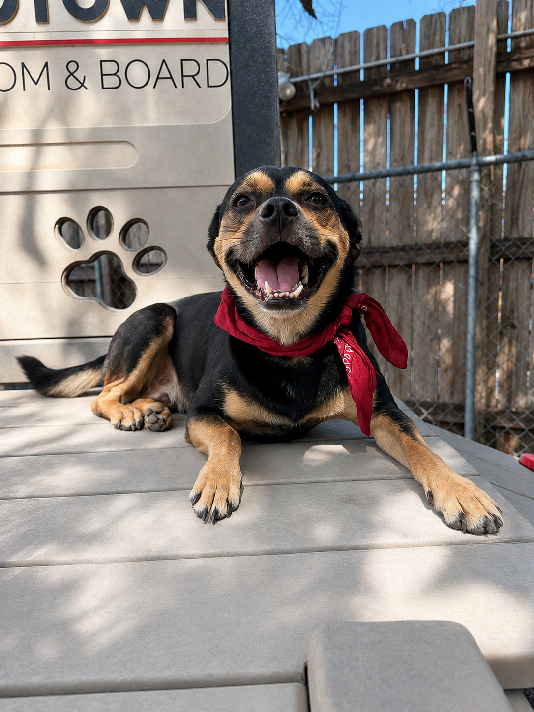 Small black and brown dog smiling on play equipment at Midtown Groom & Board