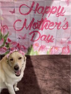 Yellow lab smiling in front of Mother's Day banner at Midtown Groom in Austin, TX