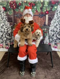 Two dogs sitting with Santa for Christmas photo at Midtown Groom & Board in Austin, TX