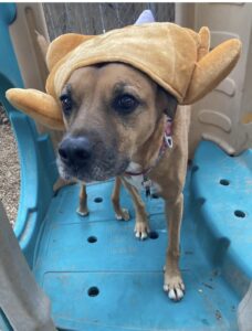 Dog wearing turkey hat at Midtown Groom & Board in Austin, TX