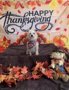 Small white dog sitting in front of Thanksgiving banner at Midtown Groom & Board in Austin, TX