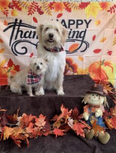 Two white dogs sitting in front of Thanksgiving banner at Midtown Groom & Board in Austin, TX