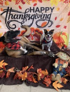 Two dogs sitting in front of Thanksgiving banner at Midtown Groom & Board in Austin, TX