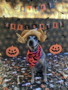 Dog wearing Halloween costume at Midtown Groom & Board in Austin, TX