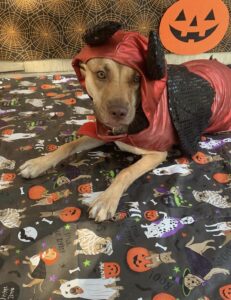Dog wearing Halloween costume at Midtown Groom & Board in Austin, TX