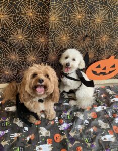 Two dogs wearing Halloween costumes at Midtown Groom & Board in Austin, TX