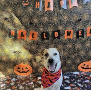 Dog sitting in front of Halloween banner at Midtown Groom & Board in Austin, TX