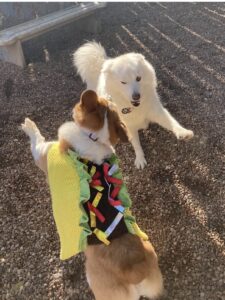 Dogs playing outside in Halloween costumes at Midtown Groom & Board in Austin, TX