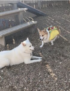 Two dogs playing in Halloween costumes at Midtown Groom & Board in Austin, TX