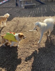 Group of dogs playing outside on Halloween at Midtown Groom & Board in Austin, TX