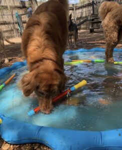 Dogs playing in splash pool at Midtown Groom & Board in Austin, TX