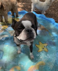 Black and white dog playing in splash pool at Midtown Groom & Board in Austin, TX