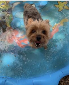 Small dog standing in splash pool at Midtown Groom & Board in Austin, TX