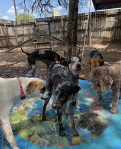 Group of dogs playing in splash pool at Midtown Groom & Board in Austin, TX