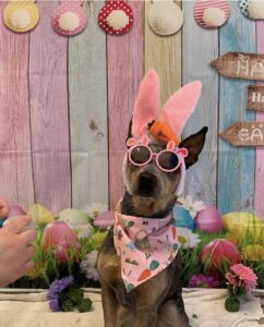 Dog wearing Easter accessories at Midtown Groom & Board in Austin, TX