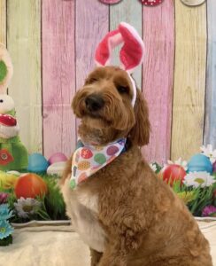 Dog wearing Easter bunny ears at Midtown Groom & Board in Austin, TX
