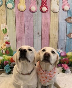 Two yellow labs sitting in front of Easter backdrop at Midtown Groom & Board in Austin, TX