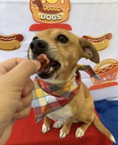 Small dog eating hot dog treat at Midtown Groom & Board in Austin, TX
