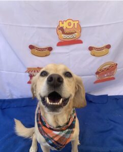 Yellow lab smiling in front of hot dog banner at Midtown Groom & Board in Austin, TX