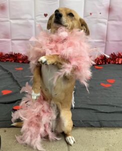 Small dog wearing pink boa at Midtown Groom & Board in Austin, TX