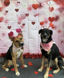 Two dogs sitting in front of Valentine's backdrop at Midtown Groom & Board in Austin, TX