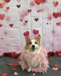 Small dog wearing pink boa in front of Valentine's backdrop at Midtown Groom & Board in Austin, TX