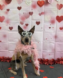 Dog wearing pink boa and sunglasses at Midtown Groom & Board in Austin, TX