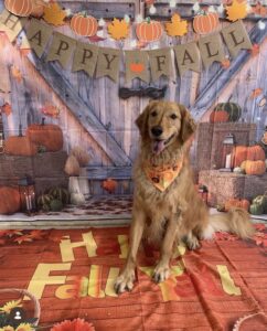 Golden retriever sitting in front of Fall backdrop at Midtown Groom & Board in Austin, TX