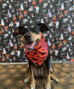 Dog wearing red bandana in front of Halloween backdrop at Midtown Groom & Board in Austin, TX