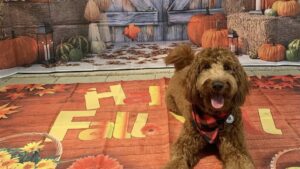 Golden Doodle sitting in front of Fall backdrop at Midtown Groom & Board in Austin, TX