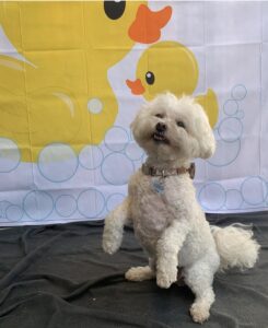 Small white dog in front of rubber ducky banner at Midtown Groom & Board in Austin, TX