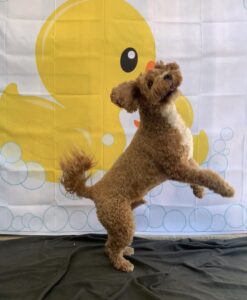 Golden Doodle in front of rubber ducky banner at Midtown Groom & Board in Austin, TX
