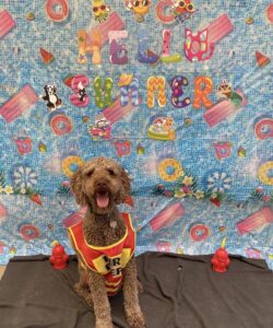 Dog sitting in front of spring banner at Midtown Groom & Board in Austin, TX