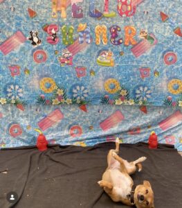 Dog laying in front of spring banner at Midtown Groom & Board in Austin, TX