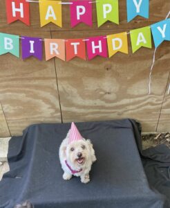 Small white dog wearing birthday hat in front of birthday sign at Midtown Groom & Board in Austin, TX