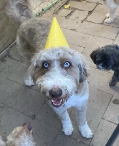 Dog wearing yellow birthday hat at Midtown Groom & Board in Austin, TX