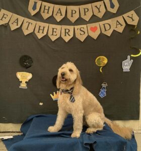 Dog sitting in front of Father's Day banner at Midtown Groom & Board in Austin, TX