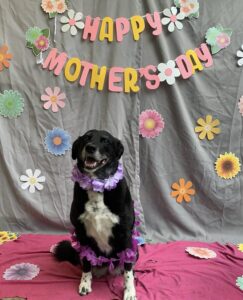 Dog wearing purple lei in front of Mother's Day banner at Midtown Groom & Board in Austin, TX