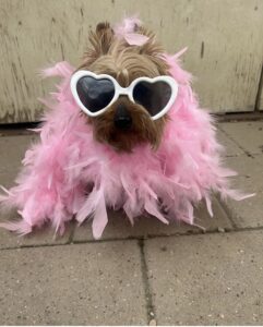 Small dog wearing heart sunglasses and pink boa at Midtown Groom & Board in Austin, TX
