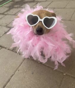 Small brown dog wearing pink boa and heart sunglasses at Midtown Groom & Board in Austin, TX