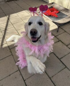 Lab wearing pink bio and heart headband at Midtown Groom & Board in Austin, TX