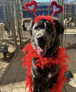 Black lab wearing red boa and heart headband at Midtown Groom & Board in Austin, TX
