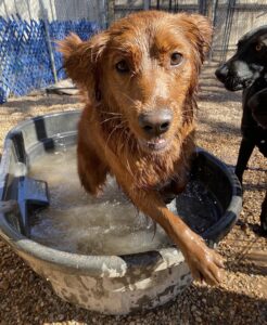 Retriever playing in pool at Midtown Groom & Board in Austin, TX