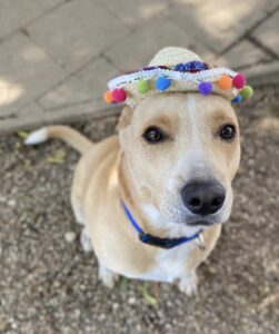 Dog wearing fiesta hat at Midtown Groom & Board in Austin, TX