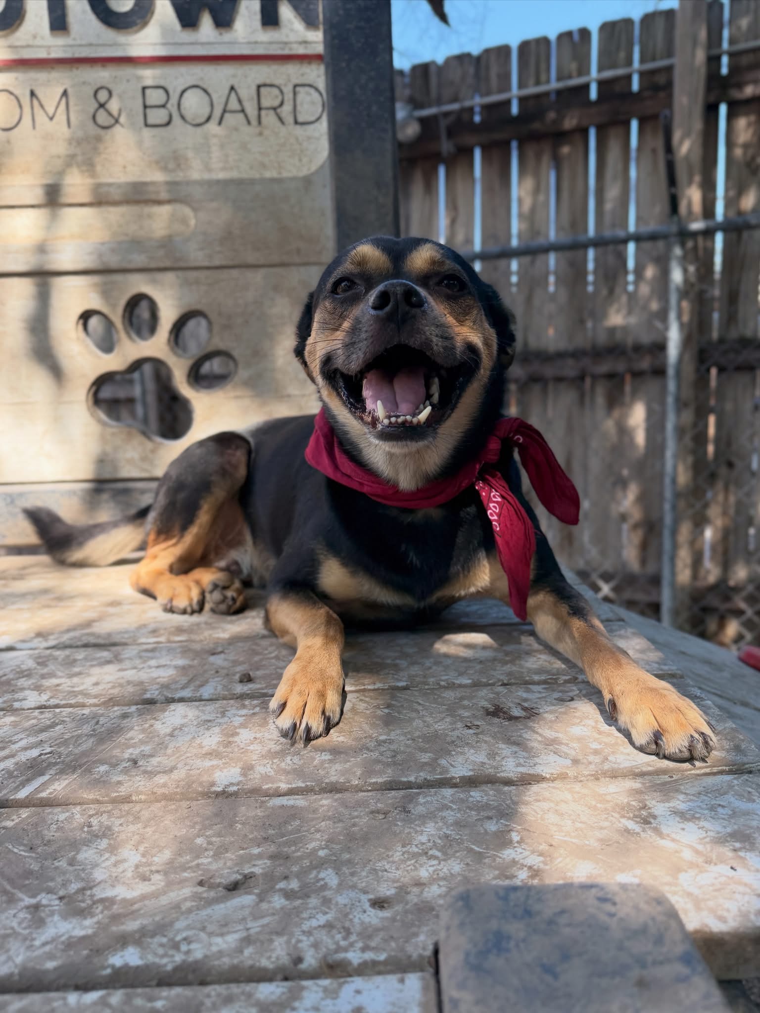 Black and brown dog smiling with red bandana and laying on play equipment