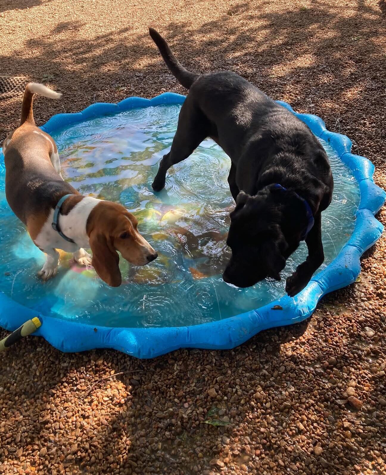 Dogs playing in splash pad pool